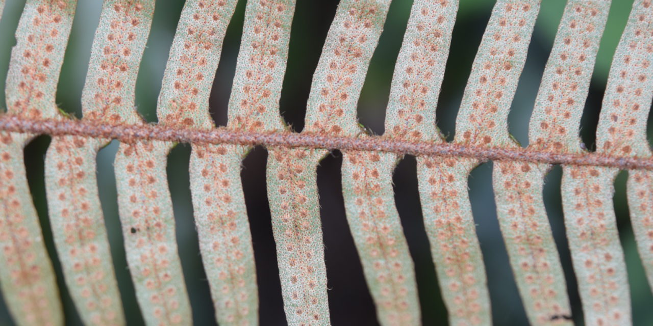 Pleopletis rosei