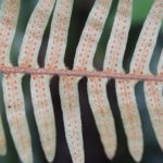 Pleopletis rosei