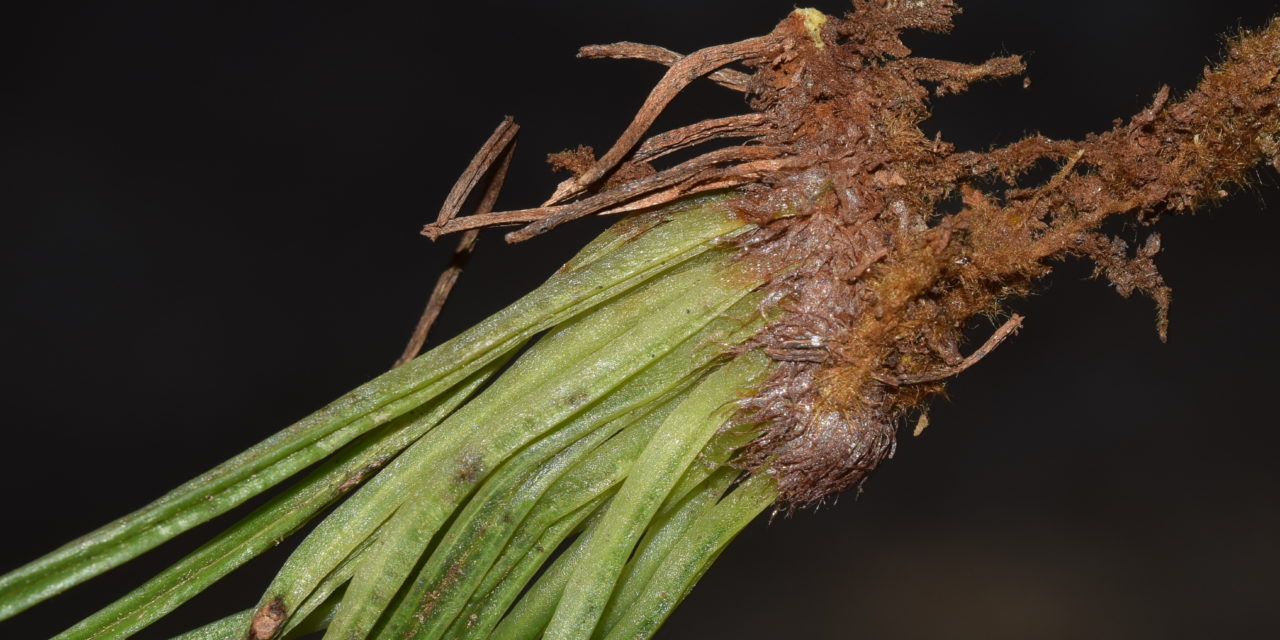 Vittaria flavicosta