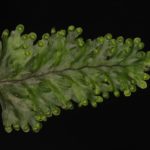 Hymenophyllum asplenioides