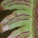 Woodwardia japonica