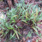 Elaphoglossum potosianum