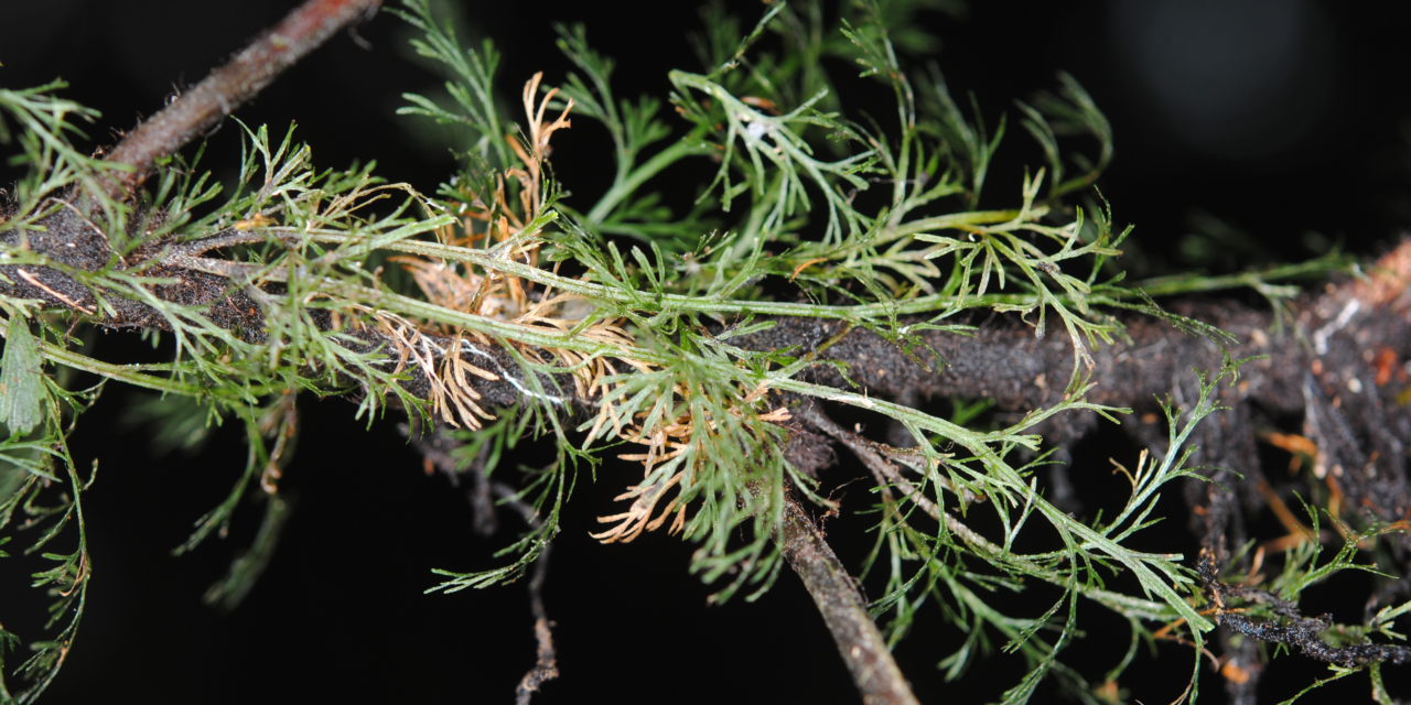 Crepidomanes aphlebioides