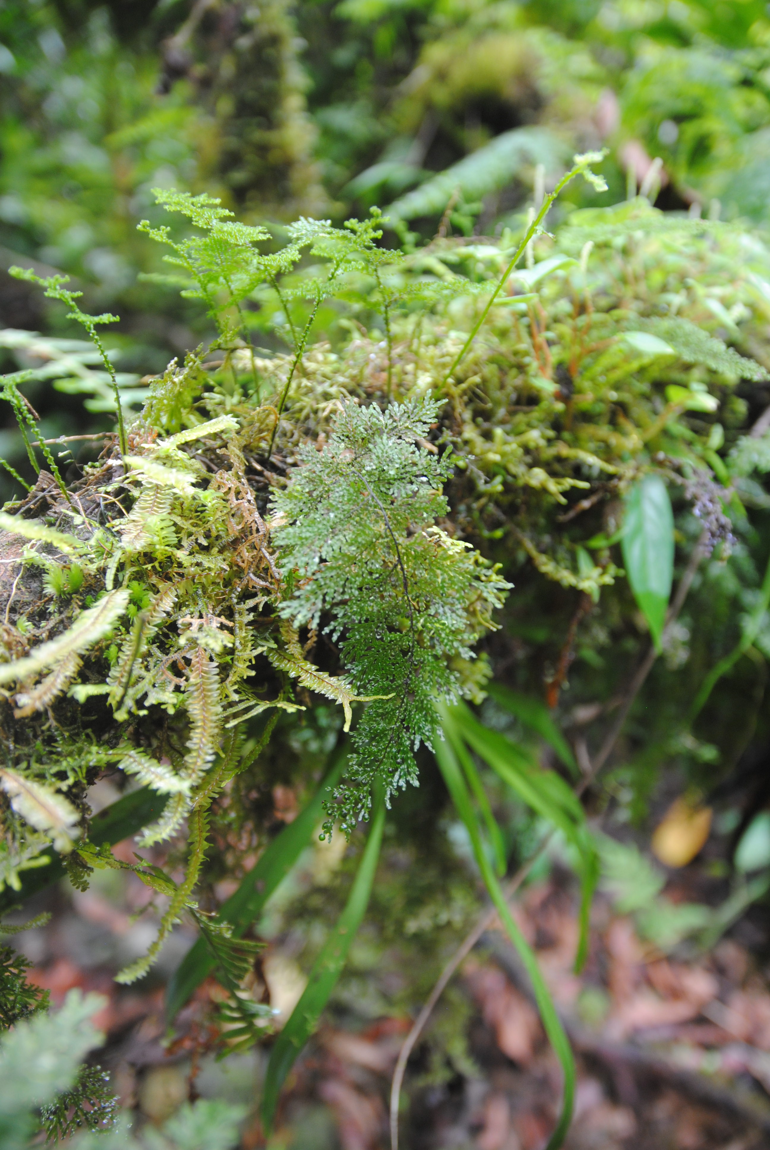 Hymenophyllum reinwardtii
