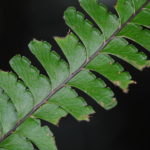 Lindsaea obtusa
