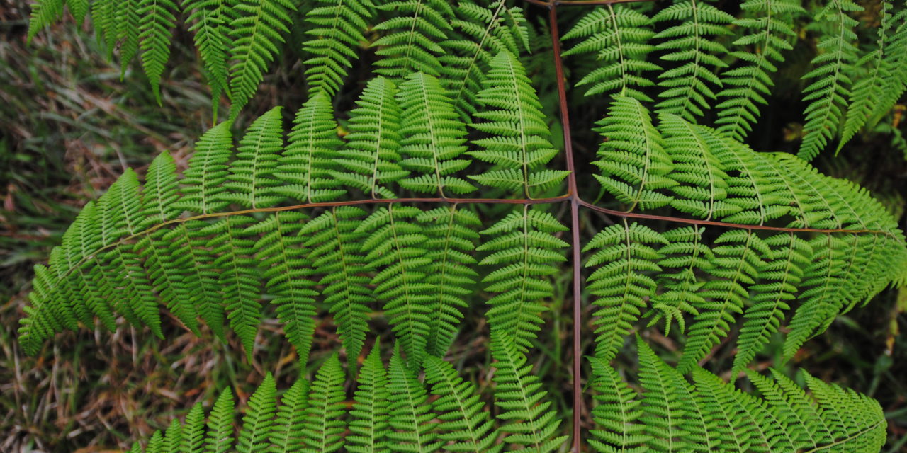 Hypolepis elegans