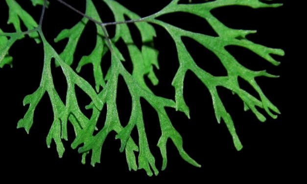 Adiantum capillus-veneris cultivar scintilla