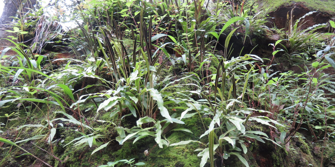 Elaphoglossum pringlei