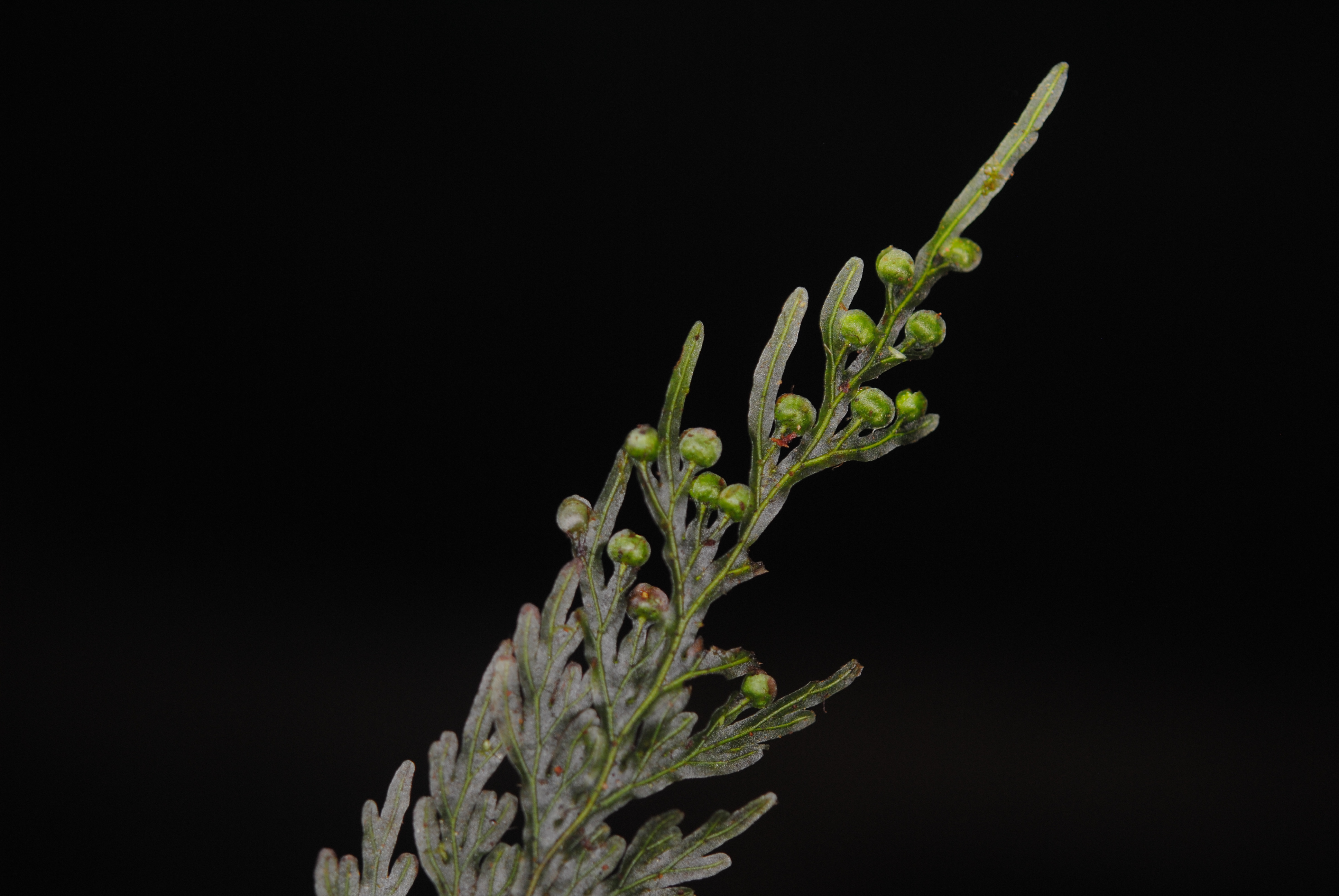 Hymenophyllum imbricatum