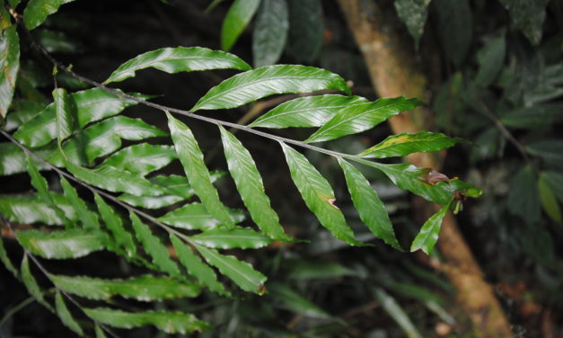 Asplenium atrovirens