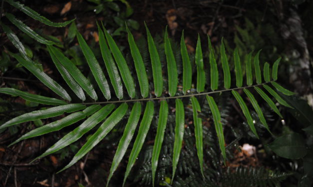 Diplazium pallidum