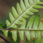 Pteris amoena subsp. firma