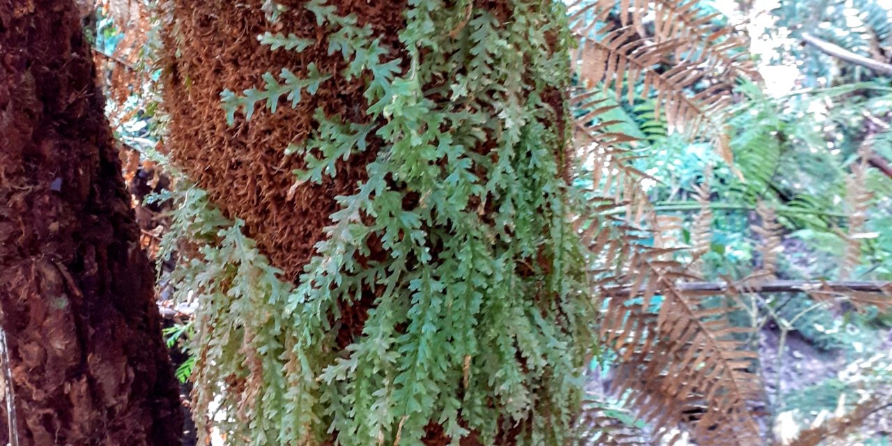 Trichomanes anadromum