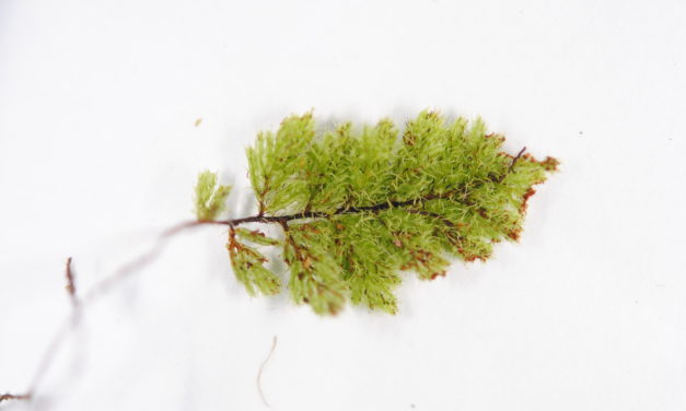 Hymenophyllum cf. brassii
