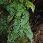 Davallia sessilifolia