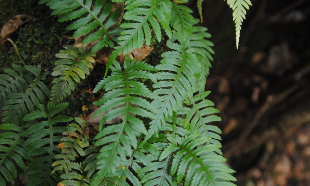 Davallia sessilifolia