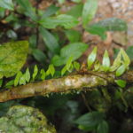 Lemmaphyllum accedens