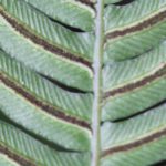 frond close-up