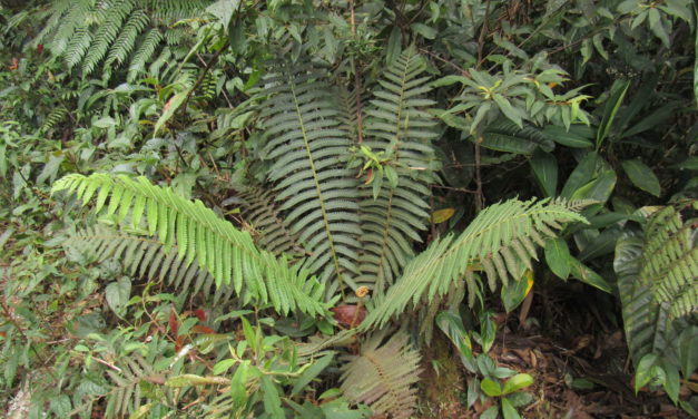 Cyathea bipinnatifida