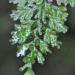 Hymenophyllum holochilum