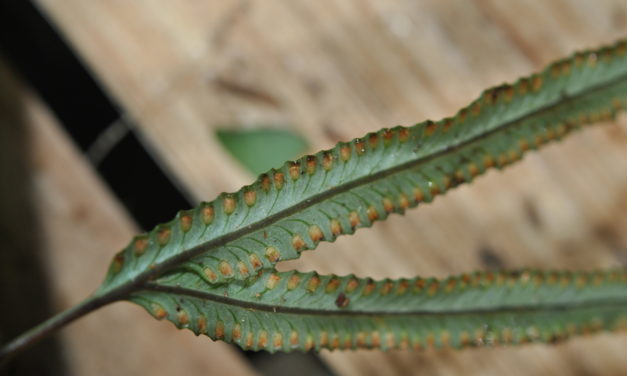 Davallia pentaphylla