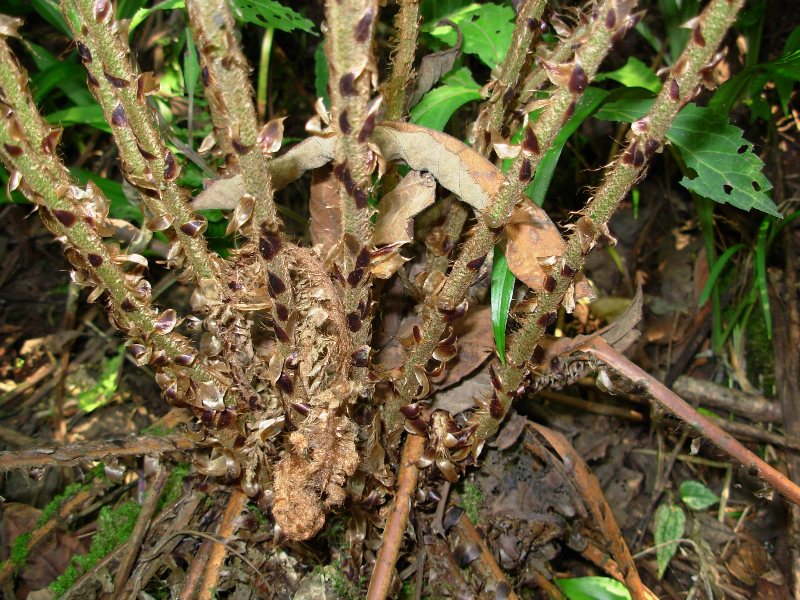 Polystichum piceopaleaceum
