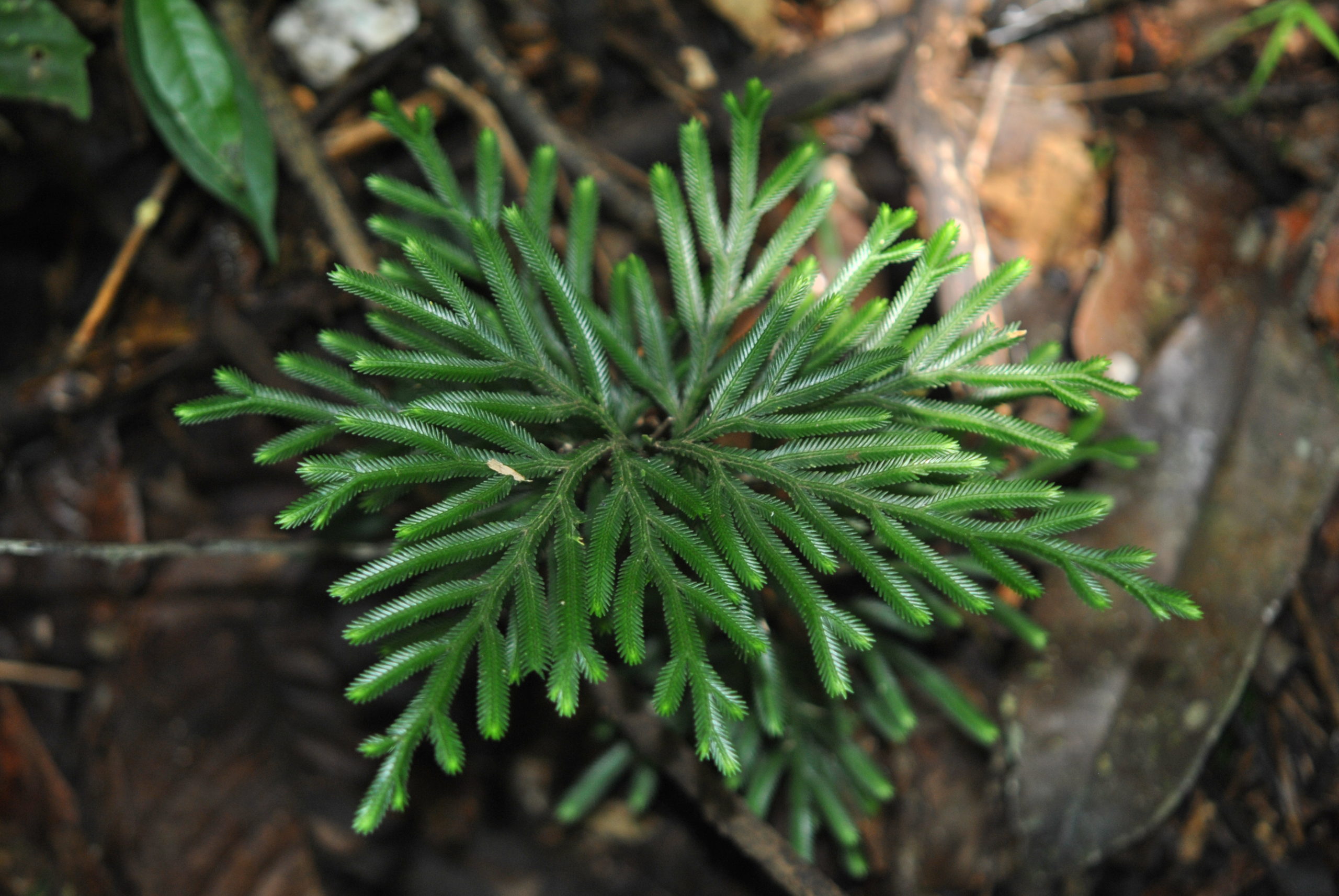 Selaginella cf. wariensis