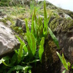 Lepisorus scolopendrium