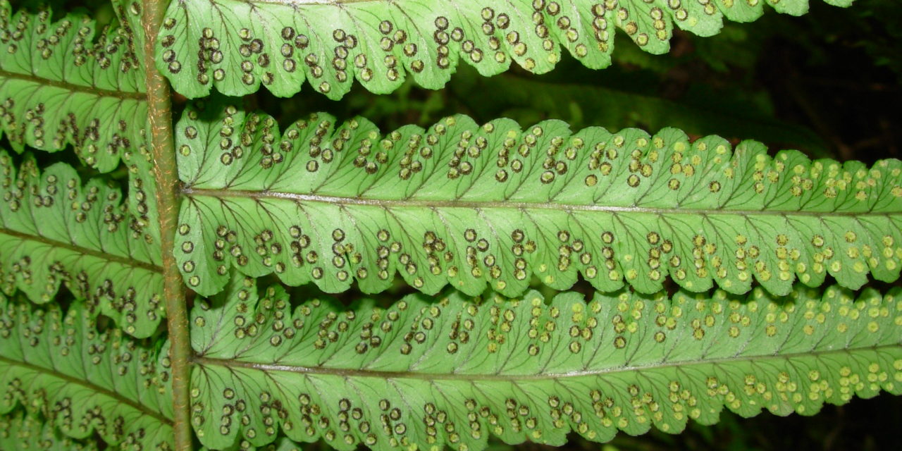 Dryopteris cycadina