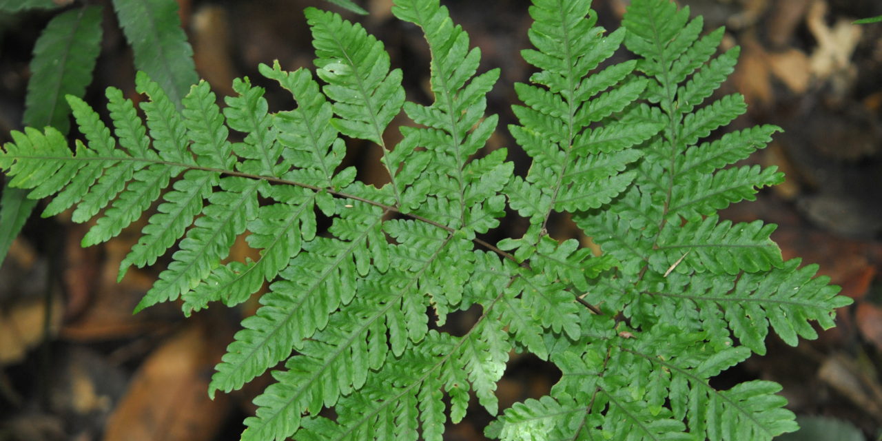 Tectaria pubescens