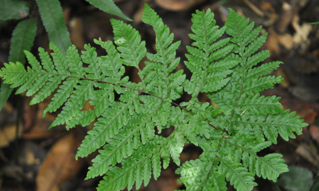 Tectaria pubescens