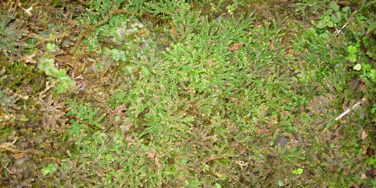 Selaginella nipponica