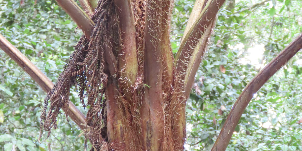 Sphaeropteris cooperi