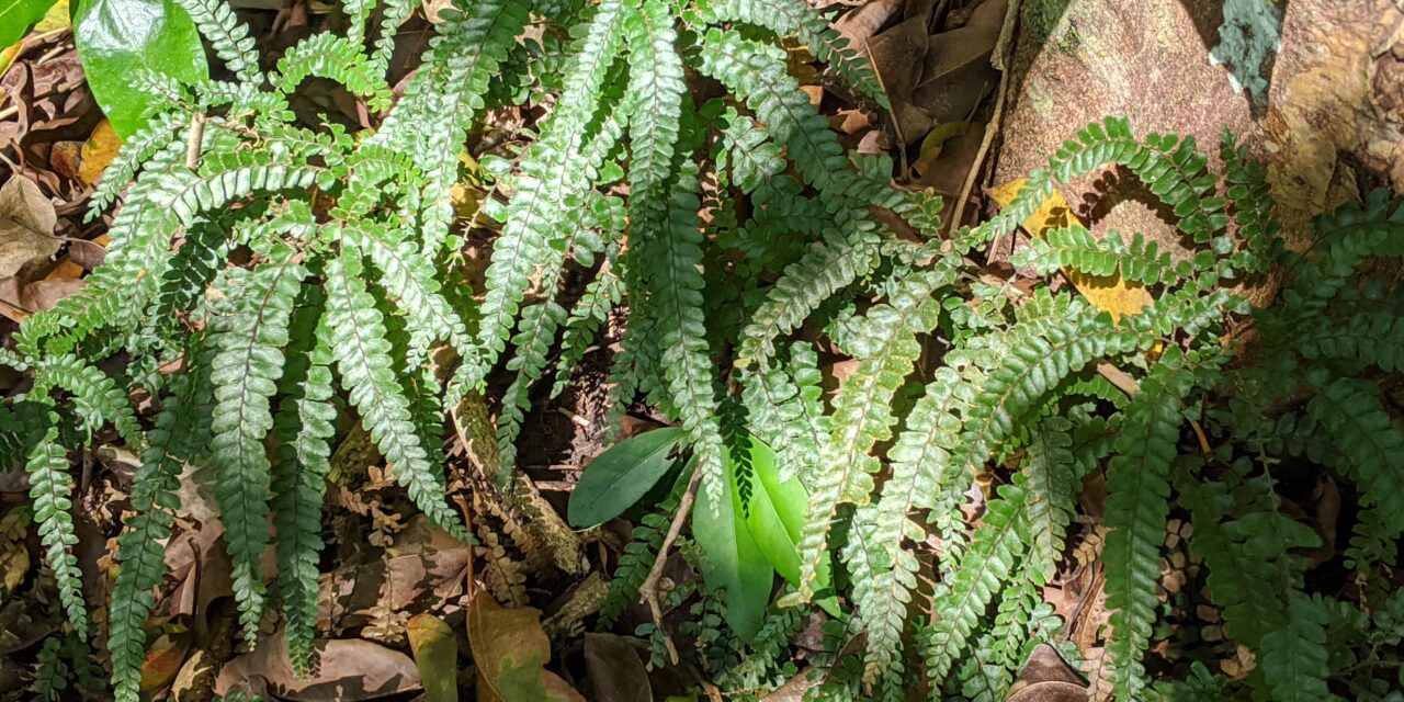 Adiantum hispidulum