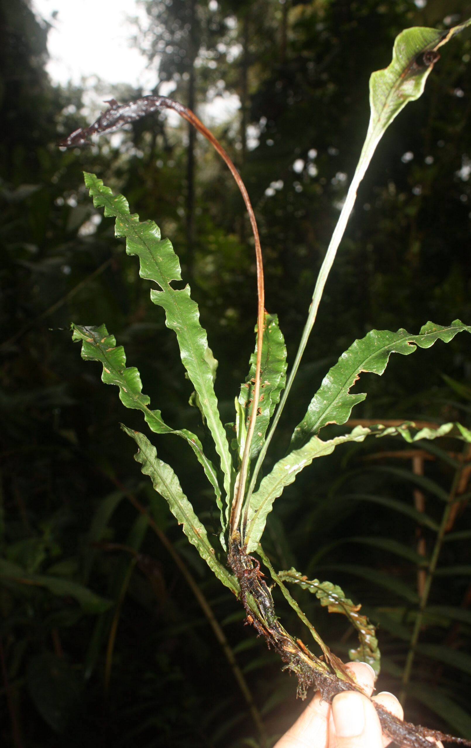 Elaphoglossum stenoglossum