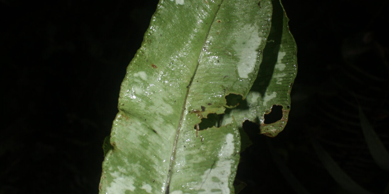 Elaphoglossum	papillosum