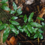 Teratophyllum ludens