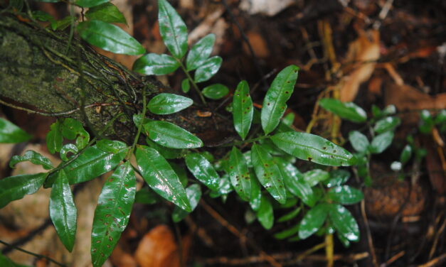 Teratophyllum ludens