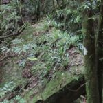 Asplenium simplicifrons