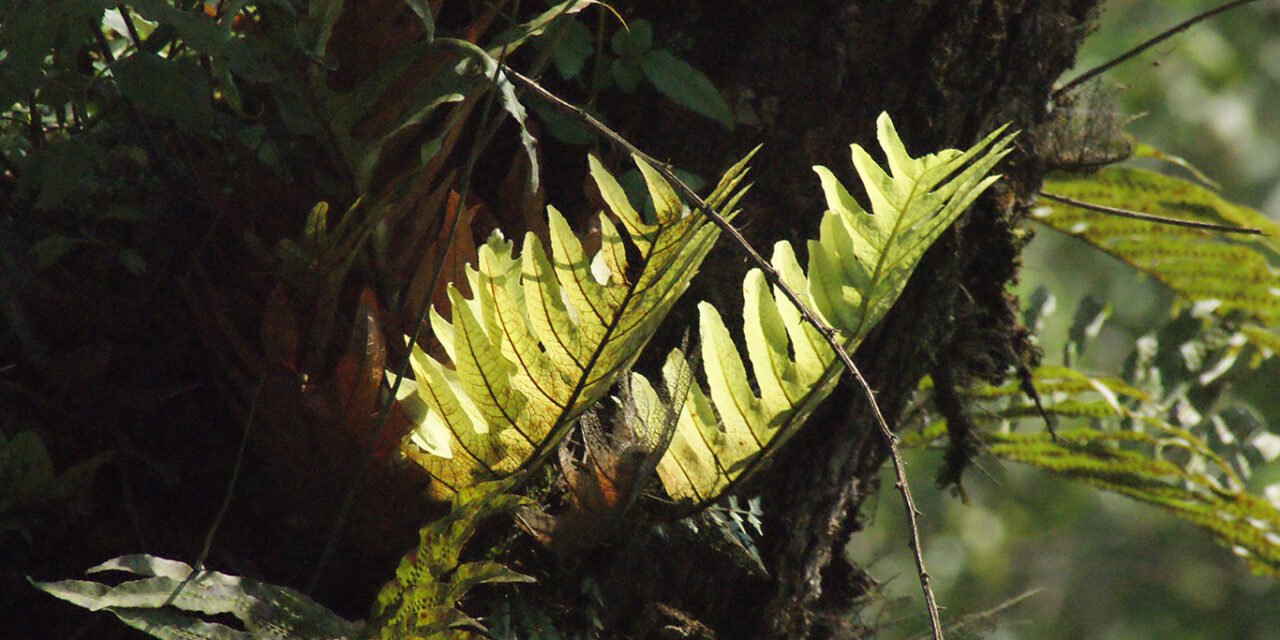 Aglaomorpha volkensii
