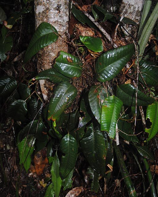 Selliguea costulata