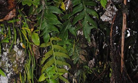 Aglaomorpha parkinsonii