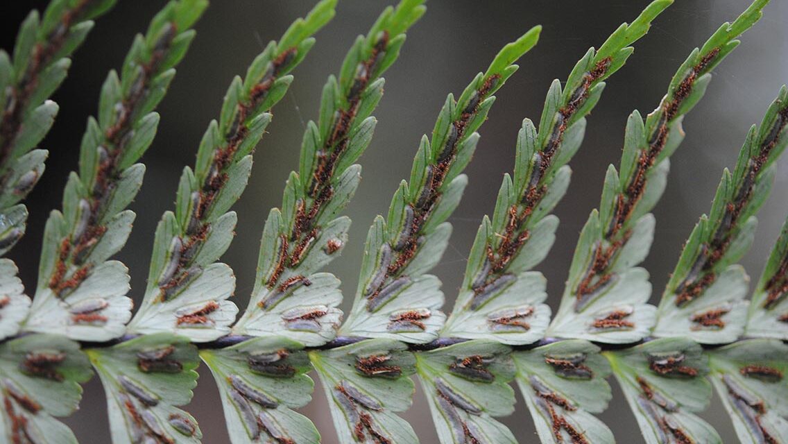 Asplenium caudatum