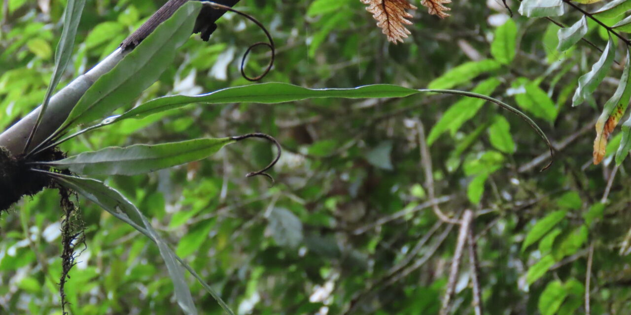 Lepisorus mucronatus
