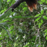 Lepisorus mucronatus