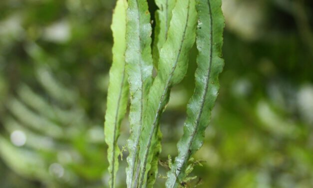 Elaphoglossum pygmaeum