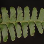 Lindsaea stolonifera