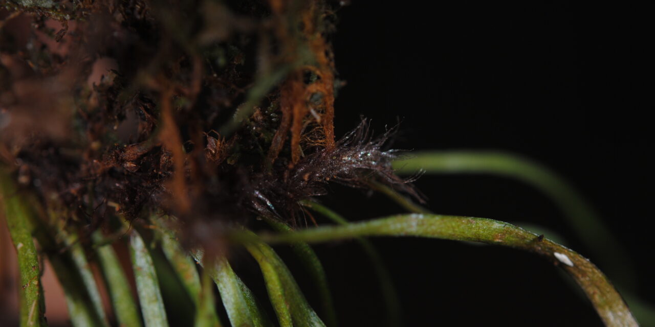 Haplopteris sp.