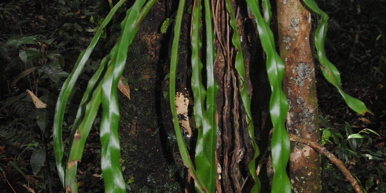 Haplopteris scolopendrina