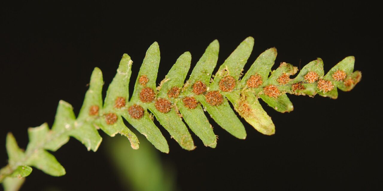 Tomophyllum callophyllum